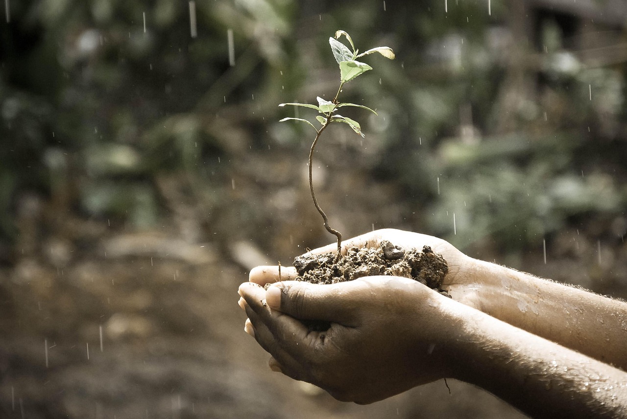Hands holding soil and a young plant
