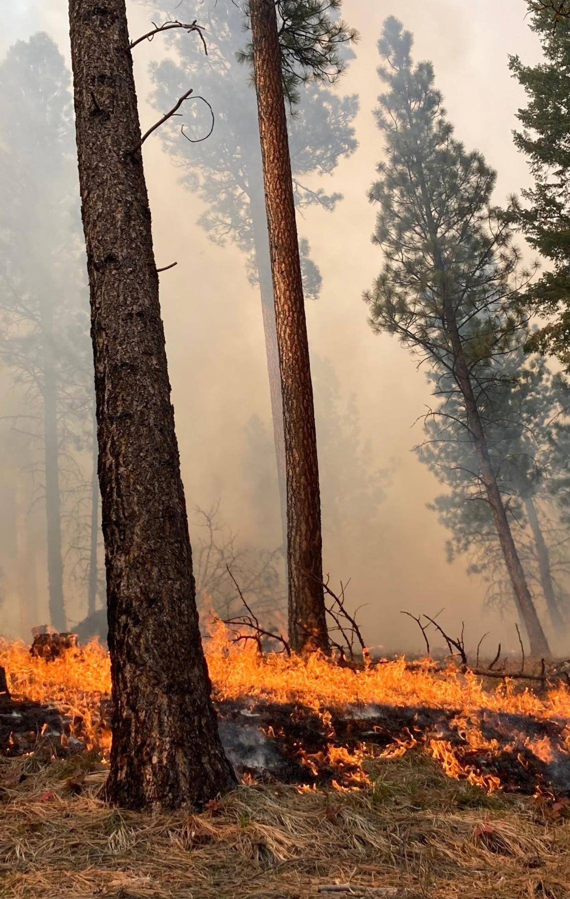 Prescribed fire supporting forest resilience